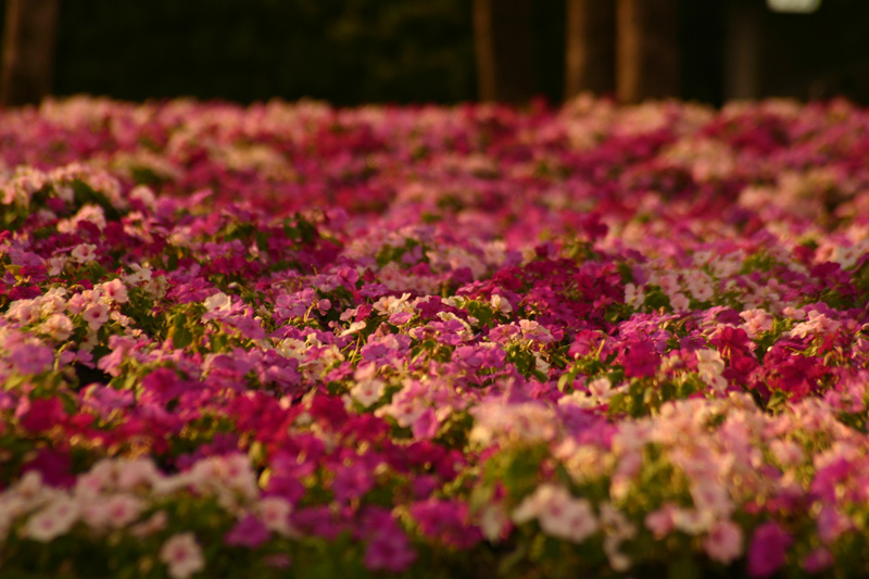 Flower-Garden-img_3551