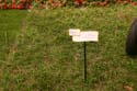 Flower-Garden-img_3408