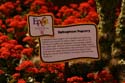 Flower-Garden-img_3420