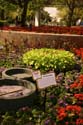 Flower-Garden-img_3426