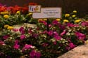 Flower-Garden-img_3432