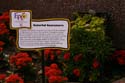 Flower-Garden-img_3434