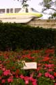 Flower-Garden-img_3447