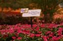 Flower-Garden-img_3451