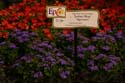 Flower-Garden-img_3452