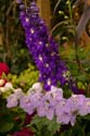 Flower-Garden-img_3520