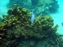 Coral-Reef-DSC01977