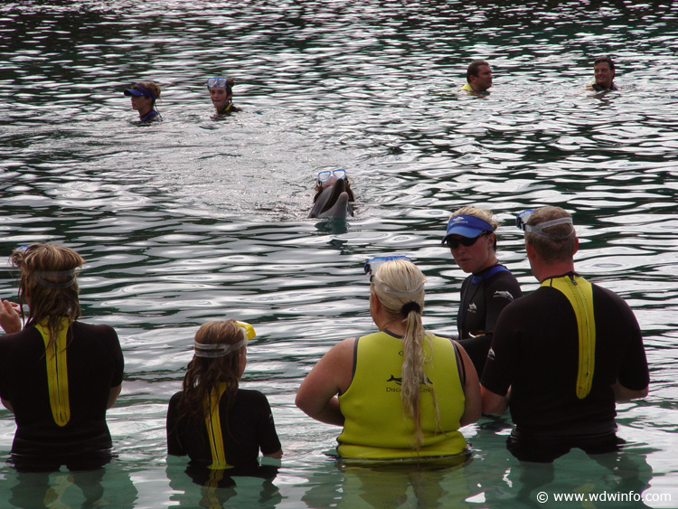 Dolphin-Encounter-DSC02596