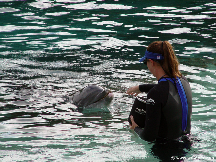 Dolphin-Encounter-DSC02610