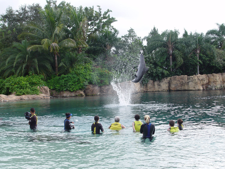 Dolphin-Encounter-DSC02615