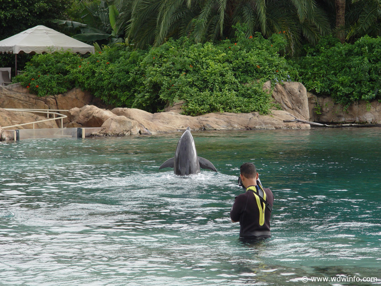 Dolphin-Encounter-DSC02616