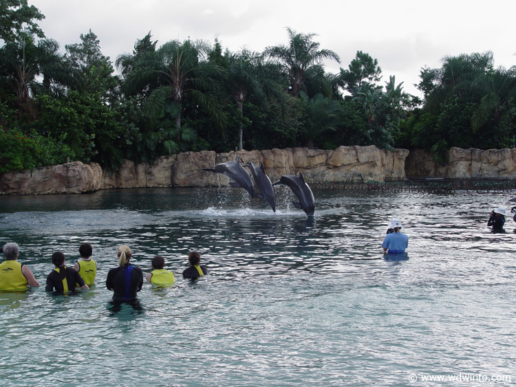 Dolphin-Encounter-DSC02618