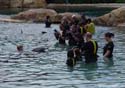 Dolphin-Encounter-DSC02607