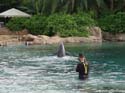 Dolphin-Encounter-DSC02616